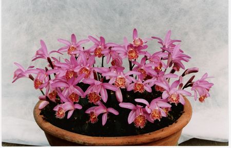 (p. bulbocodioides x P. confusa)